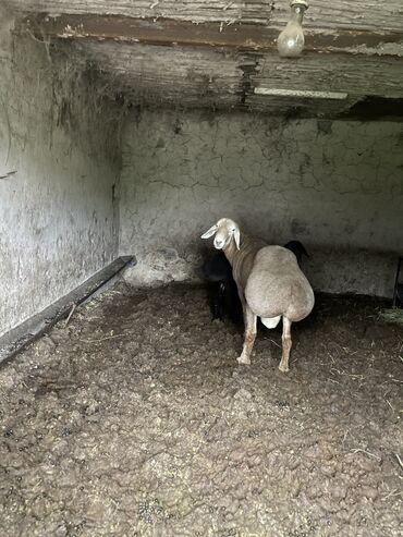стрижка овец: Сатам | Кочкор (эркек) | Арашан | Көбөйтүү үчүн | Асыл тукумдуу