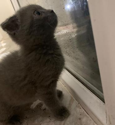 Кошки: Шотландская вислоухая — 3