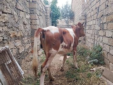satdiq itler: 8 aylıq dişi dana satılır bordağa bağlamaqa yarıyır heç bir problemi — 7