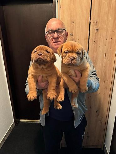 Psi: Na prodaju štenci bordoške doge. Štenci su vrlo kvalitetni i zdravi — 1