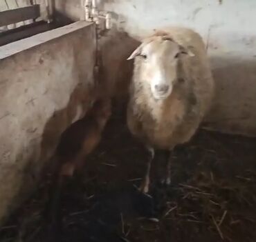 qurban bayrami qoyun sekilleri: Dişi, il: 2, Damazlıq, Ünvandan götürmə