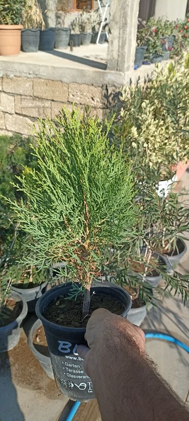 Ağaclar: Dekorativ çöl bitkilərinin satışı və Sifarişlə yetişdirilməsi.Satış -da lalafo.az — 15 Ağaclar: Dekorativ çöl bitkilərinin satışı və Sifarişlə yetişdirilməsi.Satış — 15