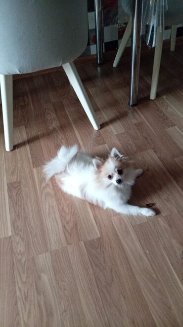 pomeranian spitz: Şpitz, 6 ay, Dişi, Cütləşmə üçün, Ödənişli çatdırılma