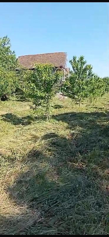 gilas bağı: 18 sot, Kənd təsərrüfatı, Maklerlər narahat etməsin, Kupça (Çıxarış), Texniki pasport — 4