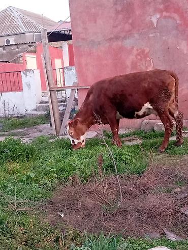 Inəklər, öküzlər: Satılır: qara rəngli danalıq inək - Cins: yerli tip, qara rəng, alın — 6