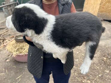 Продажа собак: Алабай, 2 месяца, Самка, С прививкой, С родословной — 13