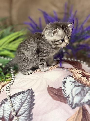 Продажа кошек: ❗️❗️❗️❗️Шотландские котята с вислоухими ушками (Scottish Fold) и с — 6