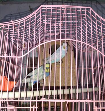 Tutuquşları: Salam hazir cut 2 defe bala almisam kocle baxli satiram hazir cut — 4