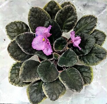 цветы дордой: Продаю цветущие фиалочки 🌺🌿. Для заказа пишите или звоните на вотсап