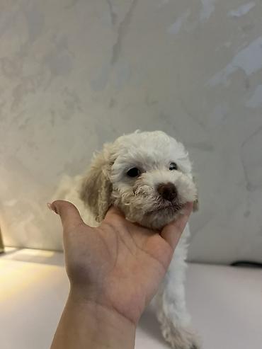 pitbul balasi satilir: Ag rengde 50 gunluk disi baladir qurd dermani verilib son bir eded — 3