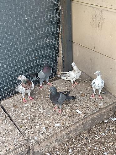 quşlar göyərçin: Hamısı stoykalı səliqəli quşlardır. Biri əkə quşdu obrilər cavan — 2