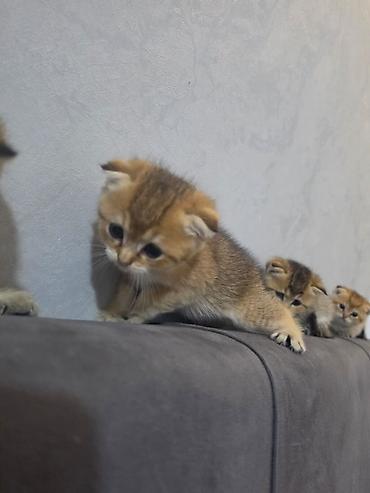 Кошки: Шотландская вислоухая — 7