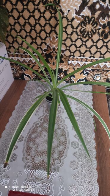 Хлорофитумы: Хлорофитумы. распродажа Хлорофитум - можно по праву назвать — 18