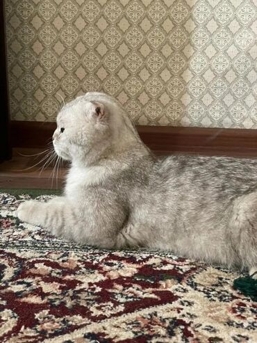 британская короткошерстная кошка купить: Вязка: Скотиш Фолд (Шотландская вислоухая), Мальчик, 2 года, С документами, С прививками, Серебристая шиншилла