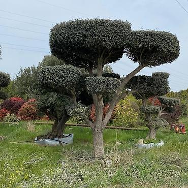 agac: Bonsai formasında budanmış zeytun ağacları - Növlə: Olea europaea — 1
