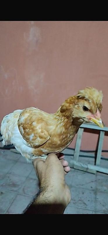 qızıl quş: Toyuq cücələri, Damazlıq — 2