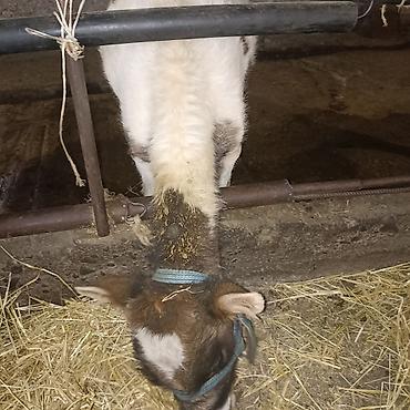 Коровы, быки: Продаю | Бык (самец) — 7