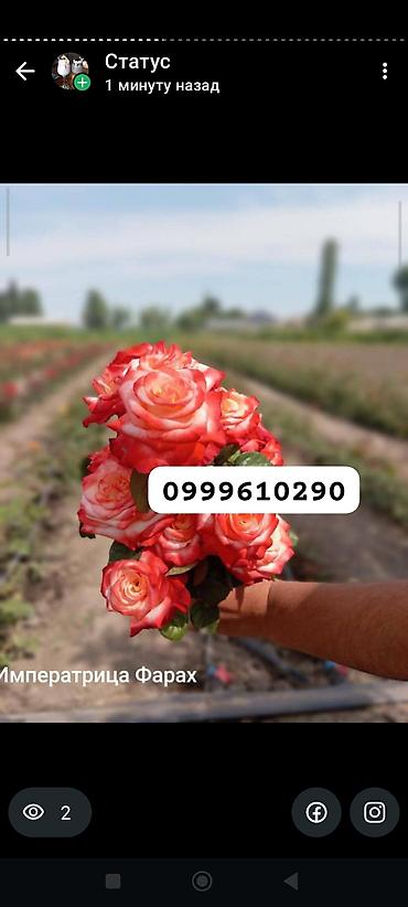 Rose saplings: Саженцы роз в контейнерах - Ассортимент садовых роз (разные сорта и — 26