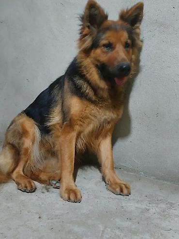 ingilis setter it cinsi: Alman çoban iti, 3 il, Dişi, Peyvəndli — 2