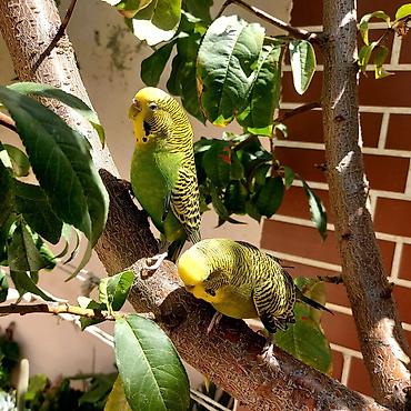 sevgi qusu: 🦜 Erkək və Dişi Cüt Dalğalı Tutuquşuları 🦜 Həyətdə belə uçub — 3