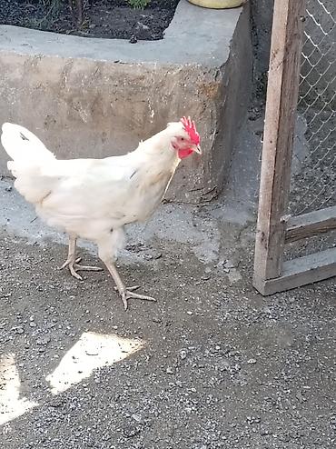 samoyed qiymeti: Toyuq, Yumurtalıq — 3