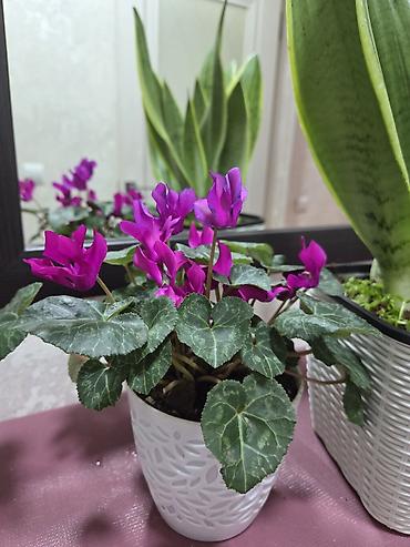 Декабристы: Зигокактус (рождественник, шлюмбергера) штамбовой формы в горшке. - — 8