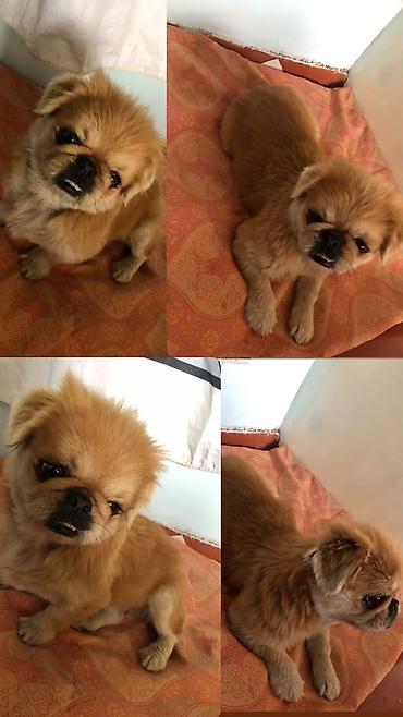 it avcarka: Pekines, 2 ay, Erkək, Sənədli, Pulsuz çatdırılma — 1