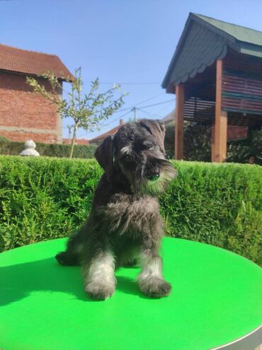 Psi: Patuljasti šnaucer Black & Silver štenci na prodaju. Ostenjeni — 5