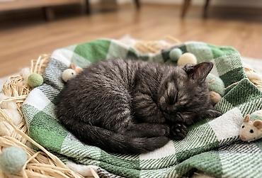 Pişiklər: Şotland, Erkək, Dişi, Ünvandan götürmə — 9