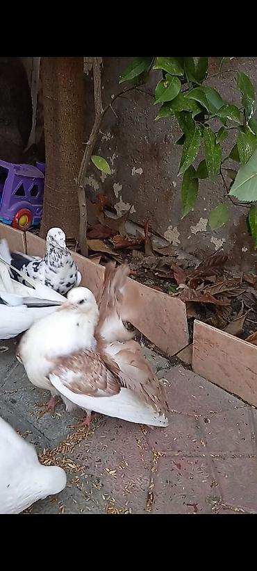 qus dami satilir: Salam pavlin satılır qoşa cəpdi — 1