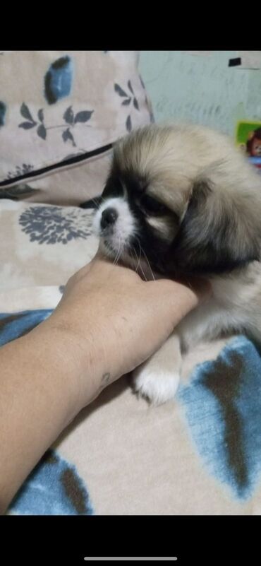 balaca ağ itlər: Pekines, 3 ay, Dişi, Peyvəndli, Ünvandan götürmə