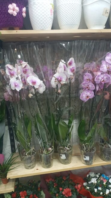 Şitillər: Gül satsi Vathcapa yazın isdediyniz gülü ünvanda catraq Otaq gülleri — 9