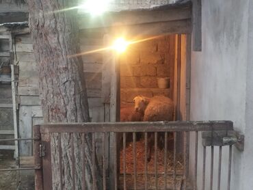 Qoyunlar, qoçlar: Satış: Qoyun və quzular Təsvir: - Ev şəraitində saxlanılan — 7