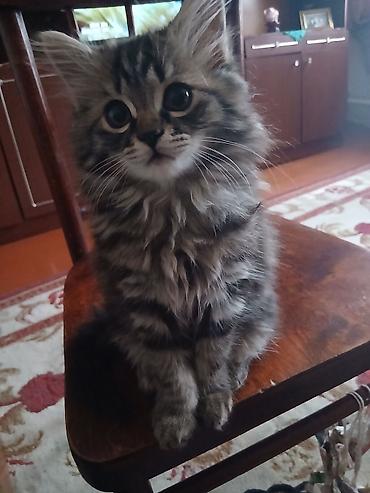 куда можно отдать кошку: Кошка даром: Беспородная, 3 месяца, Девочка, Приучена к лотку, Проглистована — 2