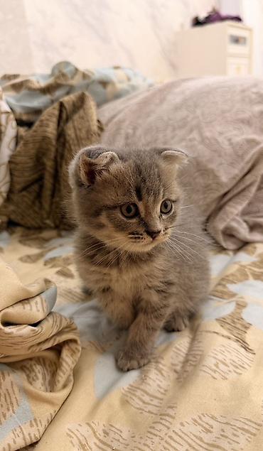 Кошки: Шотландская, Самка, Бесплатная доставка, Самовывоз — 1