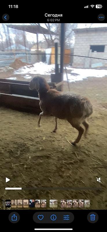 Баран, овца: Продаю | Ягненок | Для разведения | Племенные — 8