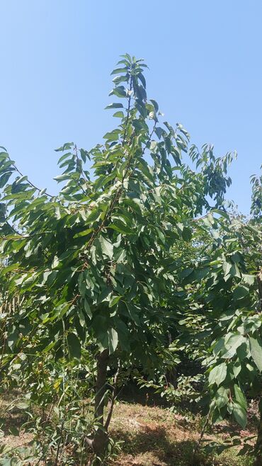 Tinglər: Məhsul: Armud tingləri və meyvəlik ağaclar - Növ: Armud (şəkildə — 2