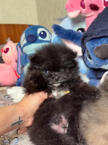 İtlər: Şpitz, Erkek — 7