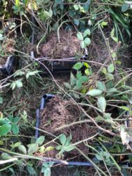 Gübrələr: Başlıq: Moruq şitili satılır, minimum 1000 ədəd verilir Təsvir: -