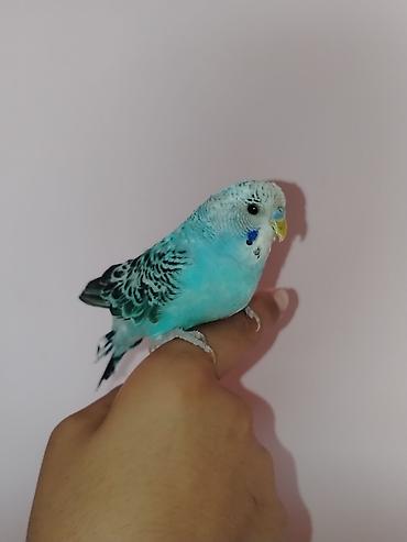 taxta qəfəs: Məhsul: Dalmatin naxışlı mavi-bulat rəngli dalğa papuqayı (budgerigar) — 2