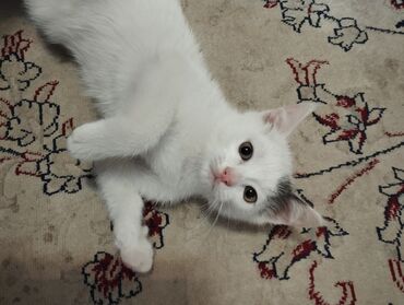 дом для котов: Белый котёнок с пятнышком на голове - Порода: домашний