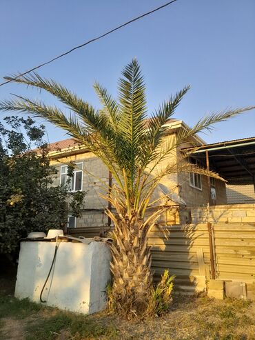 iran sobalari ikinci el: Bu, böyük bir xurma ağacıdır. Uzun, nazik gövdəsi və üst hissəsində