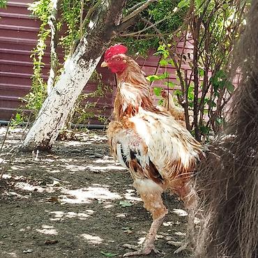 feniks quşu: 1 Yas 5 Aylıq heyvandi,saglamdi,Cuzi endirim olacağ Çatdırılma yaxin — 1