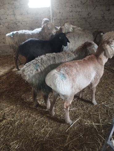 Другие животные: Козу кочкор сатылат 8 баш 7.8.Айлыктар Крук 19минден жакшы куйрукту — 6