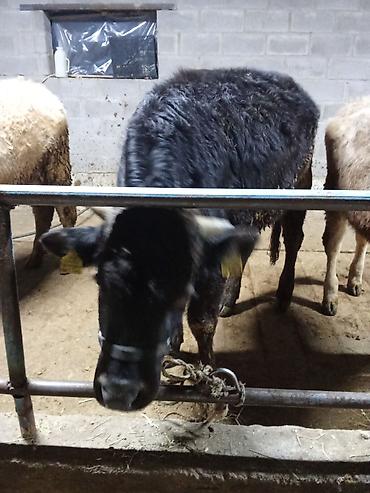 Коровы, быки: Продаю | Бык (самец) | На откорм | Привязанные — 1