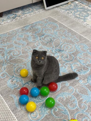 Pişiklər: Şotland, Dişi, Ünvandan götürmə — 8