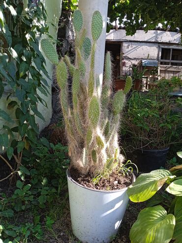 эпифиллум лесной кактус: Продам кактусы