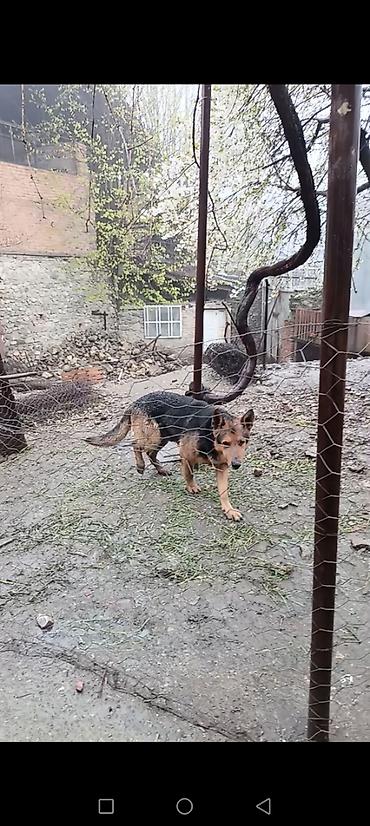 diri quzu qiymeti: Alman çoban iti, 2 il, Erkək, Peyvəndli — 5
