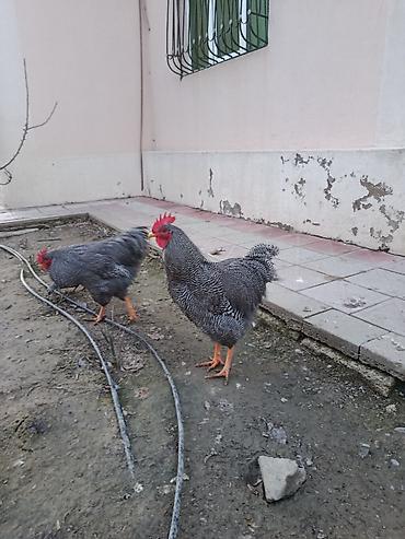 Xoruzlar: Barred rok yumrtasi satilir — 9