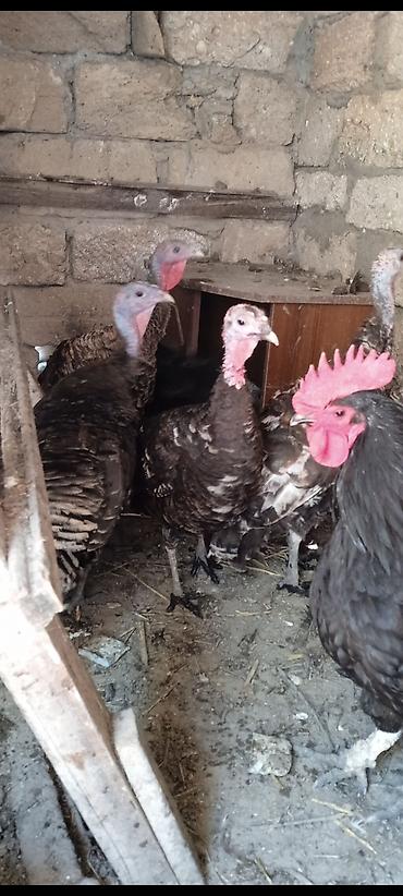 maltese qiymeti: Hinduşkalar yerlidir hamısı fərədir. hamsı cavandır. qiymət 35 — 1